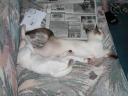 kittens - 071307 05